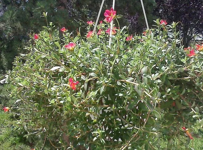 旅馆 International